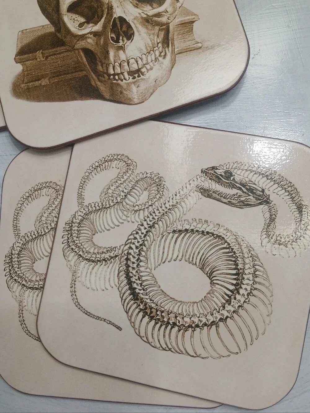 Williams-Sonoma Illustrated Coasters Sepia-Toned Artwork Anatomical Design